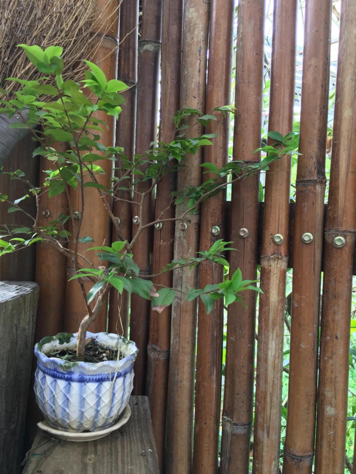 Jia'S Homestay Lugu Zewnętrze zdjęcie